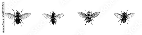 Set of four black and white fly icons in a graphic linocut style isolated on a white background for entomology or pest control design