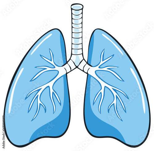 Cartoon illustration of the human respiratory system with lungs and trachea