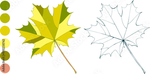 Set of hand-drawn yellow-green fall colored maple autumn leaves and color palette isolated on white background. Flat and line styles vector illustration.