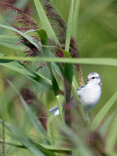 Young Azure Tit on a Reed