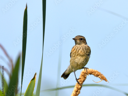 stonechat on a reed