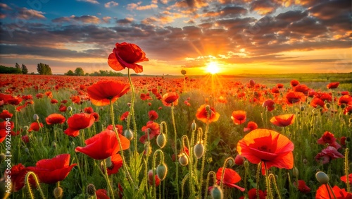 Fototapeta Naklejka Na Ścianę i Meble -  Field of red poppies at sunset with sun rays