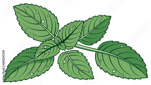 Fresh Green Herb Leaves with Dew Drops Botanical Illustration Nature Design Element.