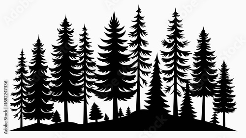 A dense forest of evergreen pine trees silhouetted against a white background