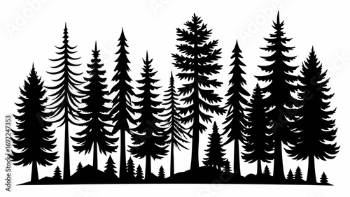 Silhouette of a dense evergreen forest with varied pine trees against a white background