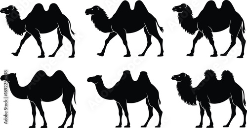 Silhouette Camels: Desert Journey