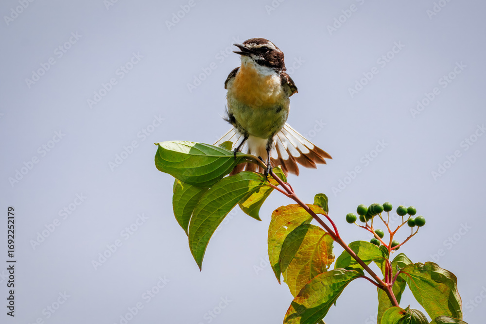 Obraz premium Close-up of a male Whinchat in breeding plumage perched atop a green leafy branch with berries, calling with tail feathers spread, against a blue background on a windy, sunny summer day.
