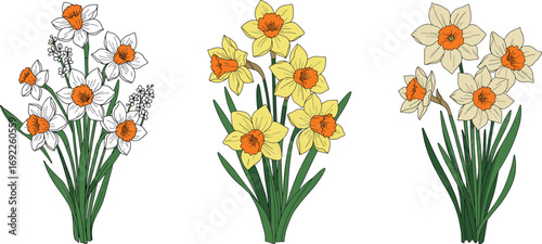 Hand-drawn daffodil flower bunches, yellow and white narcissus illustration, spring bloom set, floral artwork, garden flower decorative clipart
