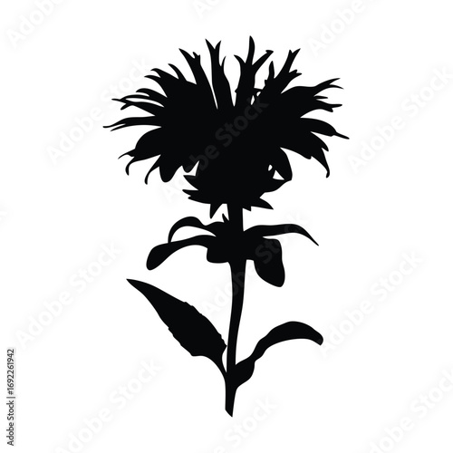 Black and white bee balm flower silhouette vector image for graphic design and botanical art prints