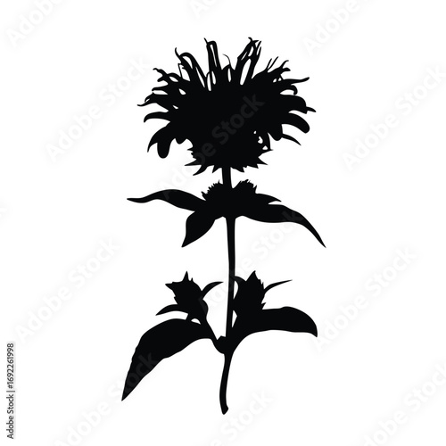 Download beautiful monarda didyma silhouette vector art for graphic design and decoration needs