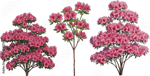 Pink azalea shrubs in full bloom, botanical illustration, spring flowering plants, garden landscape elements, detailed floral bush artwork