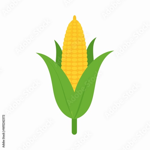 Fresh Corn on the Cob with Green Husks Flat Design Illustration.