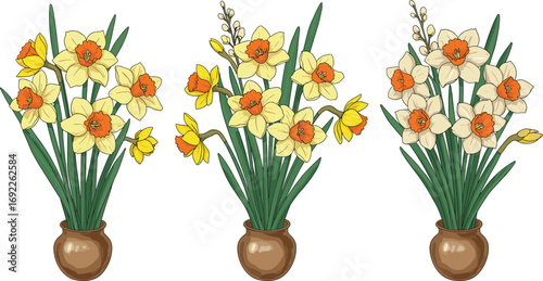 Potted daffodil flower arrangements, spring floral decoration, yellow and white narcissus in pots, botanical illustration, home decor flower design