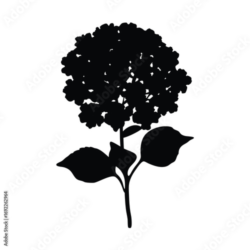 Hydrangea flower silhouette vector graphic design element floral bloom blossom botanical garden plant nature summer