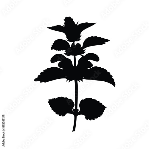 Black silhouette of a flowering plant, botanical illustration, herbaceous perennial, vector art