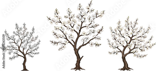 White blossom trees in bloom, hand-drawn floral tree illustration, spring botanical art, blooming cherry plum tree clipart design