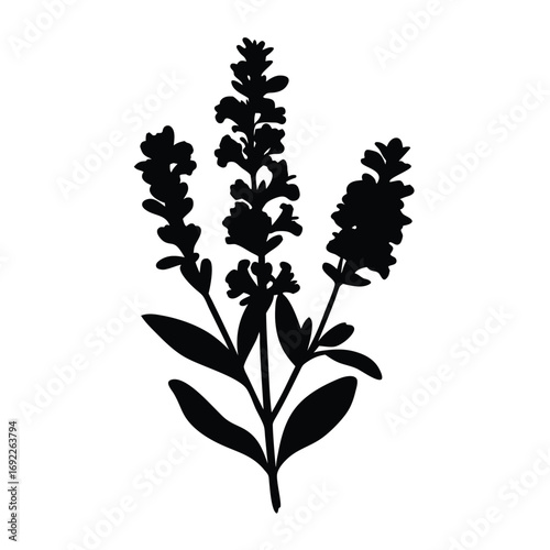 Lavender flower vector illustration, botanical silhouette design element for print and web use