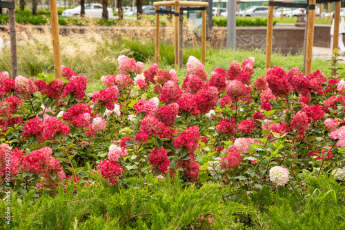 paniculata wim's red hydrangea and panicle red hydrangea Pink Shade. Large clusters of white red pink hydrangea flowers in garden or park