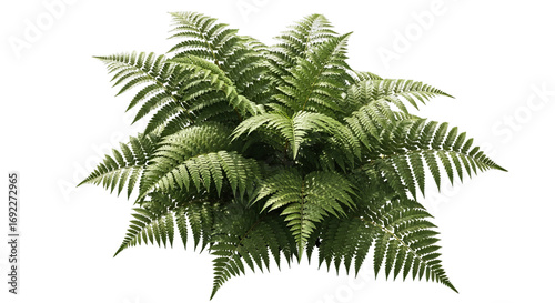 Lush green fern fronds unfurling showcasing vibrant natural foliage plant growth and botanical beauty in detail