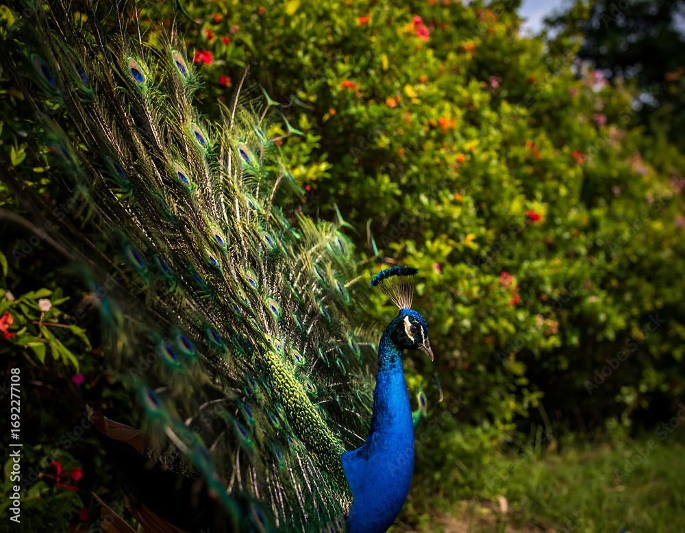 Obraz premium Peacock displaying vibrant plumage in a garden setting