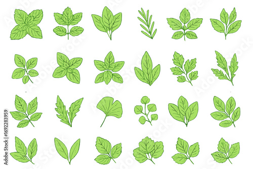 Hand-drawn botanical herbs and leaves collection with various shapes and textures on green gradient background