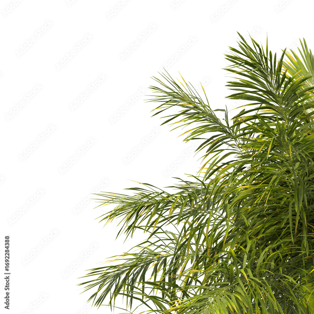 Roystonea regia palm tree isolated on transparent background. single royal palm tree isolated on transpa background. Cuban royal palm, or Florida royal palm. palm Corner leaves PNG transparent. Roystonea regia palm tree isolated on transparent background. single royal palm tree isolated on transpa background. Cuban royal palm, or Florida royal palm. palm Corner leaves PNG transparent.