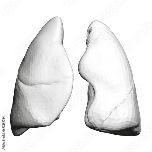 Polygonal white lungs appear animated on a clean white background, representing the human respiratory system in motion.