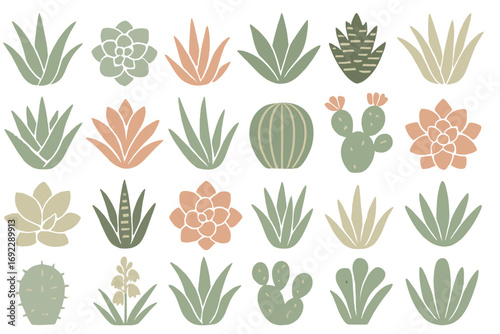 Various types of succulents and cacti in a colorful, modern grid pattern showcasing nature's beauty and diversity