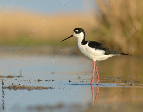 Black-winged stilt wading in shallow water (1)
