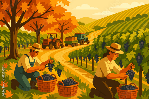 Harvest season brings workers and tractors into grape fields during a warm autumn afternoon in a scenic countryside