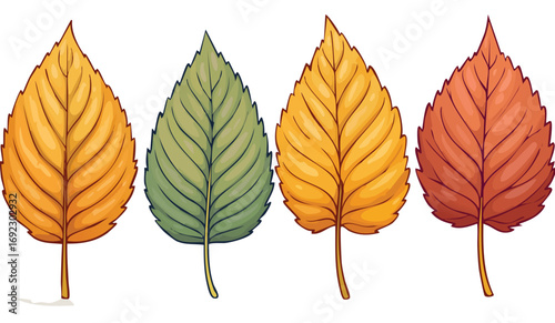 Fall Leaves. Four leaves from the same tree changing to fall color