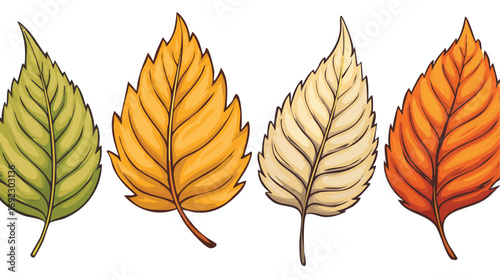 Fall Leaves. Four leaves from the same tree changing to fall color