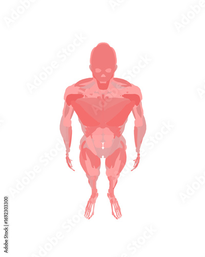 Animated male torso illustration with detailed musculature and skeletal anatomy, presented as a free vector graphic on a clean white background.