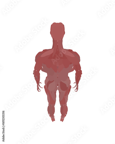 Silhouetted male torso with detailed musculature highlighted in bright red against a stark white background, emphasizing human anatomy and skeletal structure.