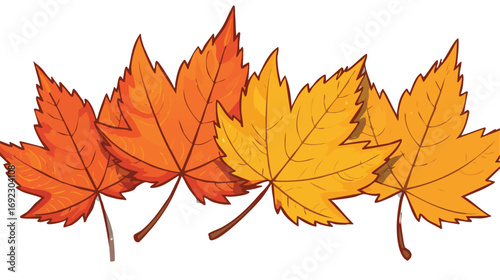 Fall Leaves. Four leaves from the same tree changing to fall color