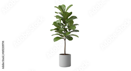 Fiddle leaf fig tree ficus lyrata plant in a modern gray pot ideal for home decor interior design office indoor green foliage