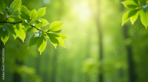Fresh green leaves on a branch with sunlight filtering through the trees. Springtime nature background with soft focus and copy space.