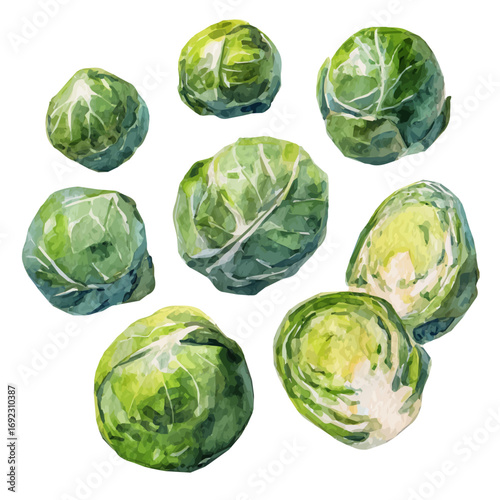 EPS painting design, Vector illustration set, My Watercolor illustration, Brussels sprouts from a side painting isolated on a white background, vegetables set