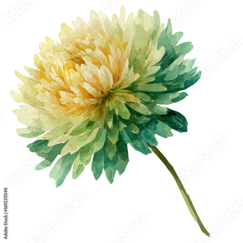 EPS painting design, Vector illustration set, My Watercolor illustration, chrysanthemum from side angle painting isolated on a white background
