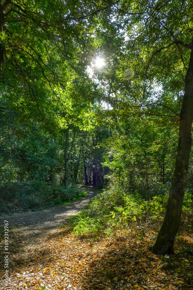 Obraz premium Waldweg an der Sechs-Seen-Platte in Duisburg