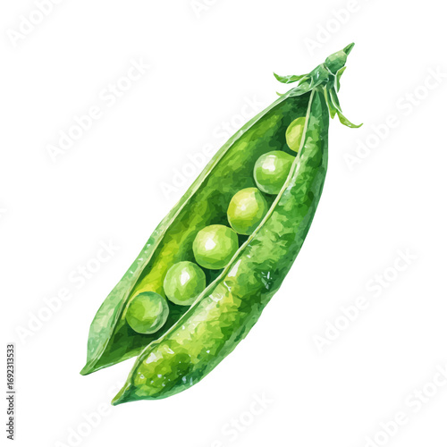 An EPS painting design, Vector illustration set, My Watercolor illustration, green pea pod in open view painting isolated on a white background