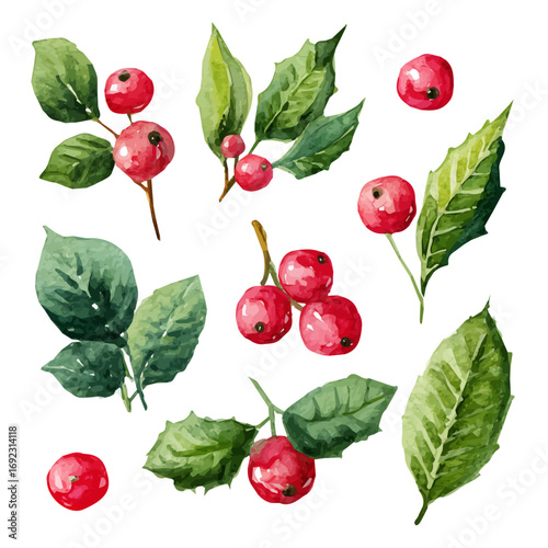 Vector illustration set, eps format, My Watercolor illustration, holly berries and leaves painting illustration isolated on a white background, illustration, AI painting design, 