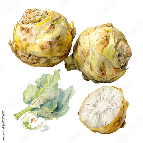vector illustration, painting design, and EPS format design. vector illustration, isolated on a white background, Mine Watercolor, hand-painted Jerusalem artichoke painting illustration	