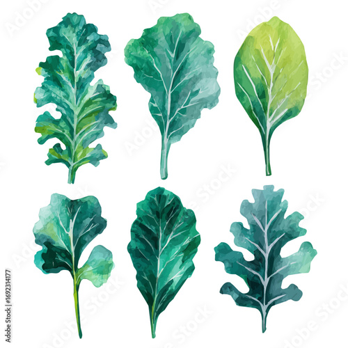 An EPS painting design, Vector illustration set, My Watercolor illustration, kale leaves from the top painting isolated on a white background