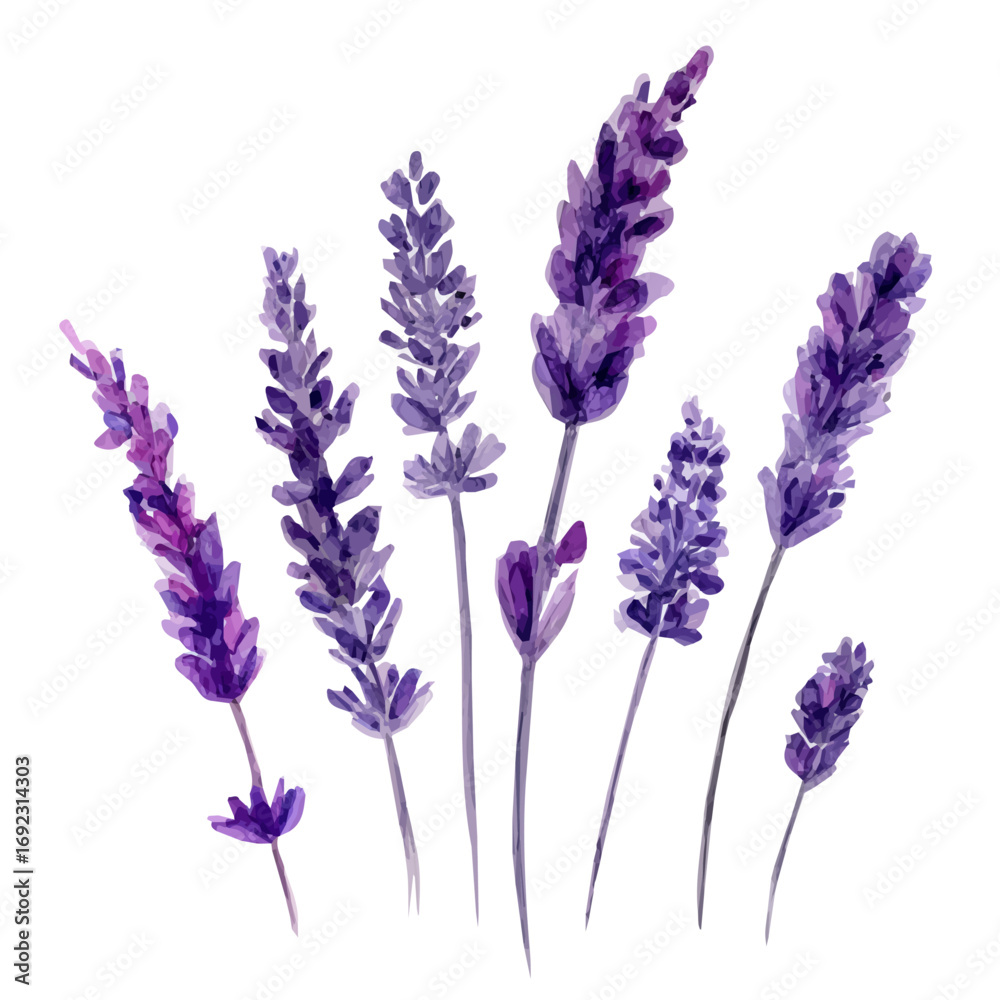 Naklejka premium Lavender branches painting EPS painting design, Vector illustration set, My Watercolor illustration, lavender sprigs from an angle painting isolated on a white background