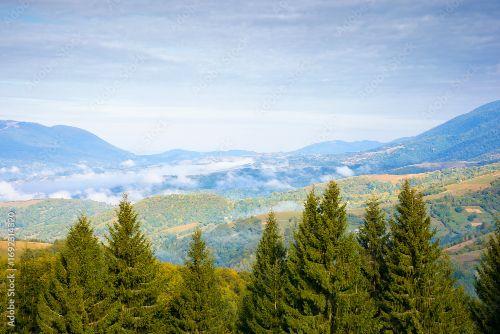 Fototapeta premium spruce forest on mountain hillside. rural valley in fog at sunrise. autumnal landscape of ukraine under cloudy sky. travel to kolochava village
