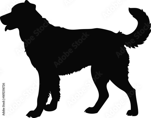 Silhouette of a large fluffy dog standing with its tail curled