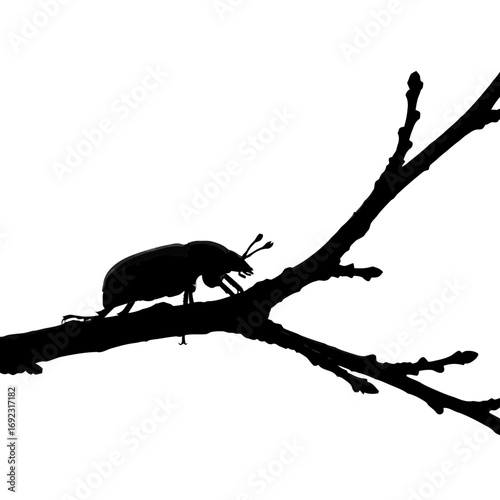 Black beetle silhouette on a bare tree branch isolated on white background silhouette