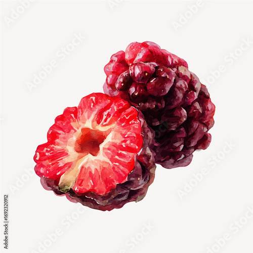 Mine Watercolor, hand-painted halved mulberries in dark painting illustration, vector illustration, AI painting design, and EPS format design. vector illustration, isolated on a white background