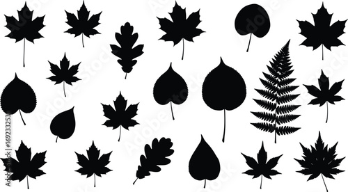 Black leaf silhouette vector set including maple, oak, aspen, and fern shapes perfect for botanical, autumn, or nature-themed designs.